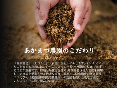 【2027年春収穫分】【品種お任せ】 いちご4パック ｜ レッドパール 紅い雫 紅ほっぺ  イチゴ 苺 フルーツ あかまつ農園 ※2027年2月～発送