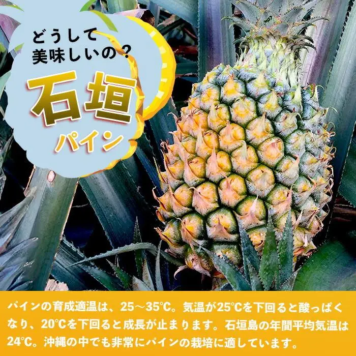 【先行予約】《2027年5月上旬頃より順次発送》石垣島産 スナックパイン (3玉 約3kg) 【 産地直送 沖縄 石垣 パイナップル パイン スナック フルーツ トロピカル 南国 】TP-7-1