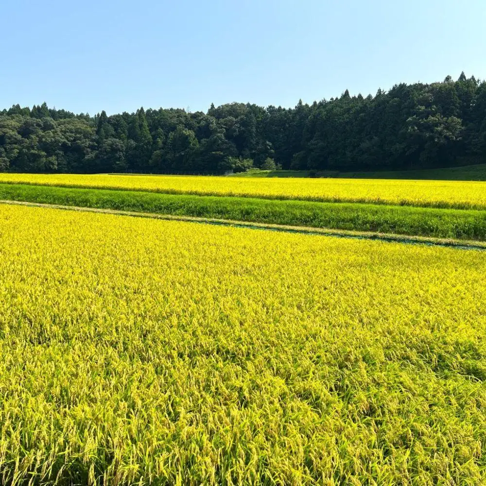 ＜定期便＞【令和8年度】新米 こしひかり（精米）10kg【3ヶ月】鈴鹿山麓の銘水が育てた米l 米どころ 三重県産 小山田地区  小山田米  米 コメ 白米 精米