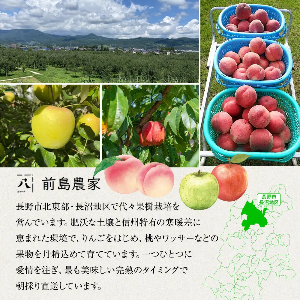 前島農家 川中島白桃約3kg（8個～12個） | 桃 フルーツ 旬
