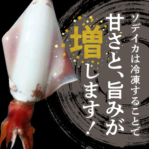沖永良部島 イカ の 王様 ！ ソデイカ 1kg C010-023 魚介類 冷凍 烏賊