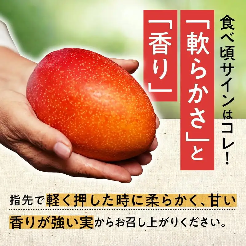 【 2027年先行予約 】伊井マンゴー園のイイ！マンゴー 約1キロ（2玉） C026-002 マンゴー 完熟マンゴー