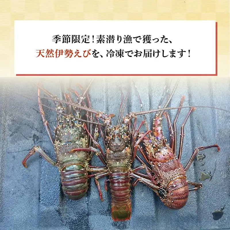 沖永良部 島産！ 天然 の 伊勢えび 1kg ( 1匹 ) C034-001 魚介類 冷凍 海老 エビ 伊勢海老