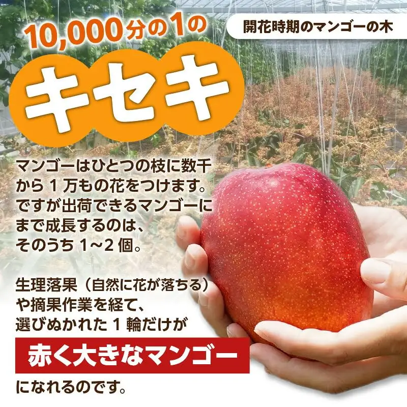 【 2027年先行予約 】竹マンゴーファームのプレミアム完熟マンゴー1キロ（大玉2個入り） C039-003 マンゴー 完熟マンゴー