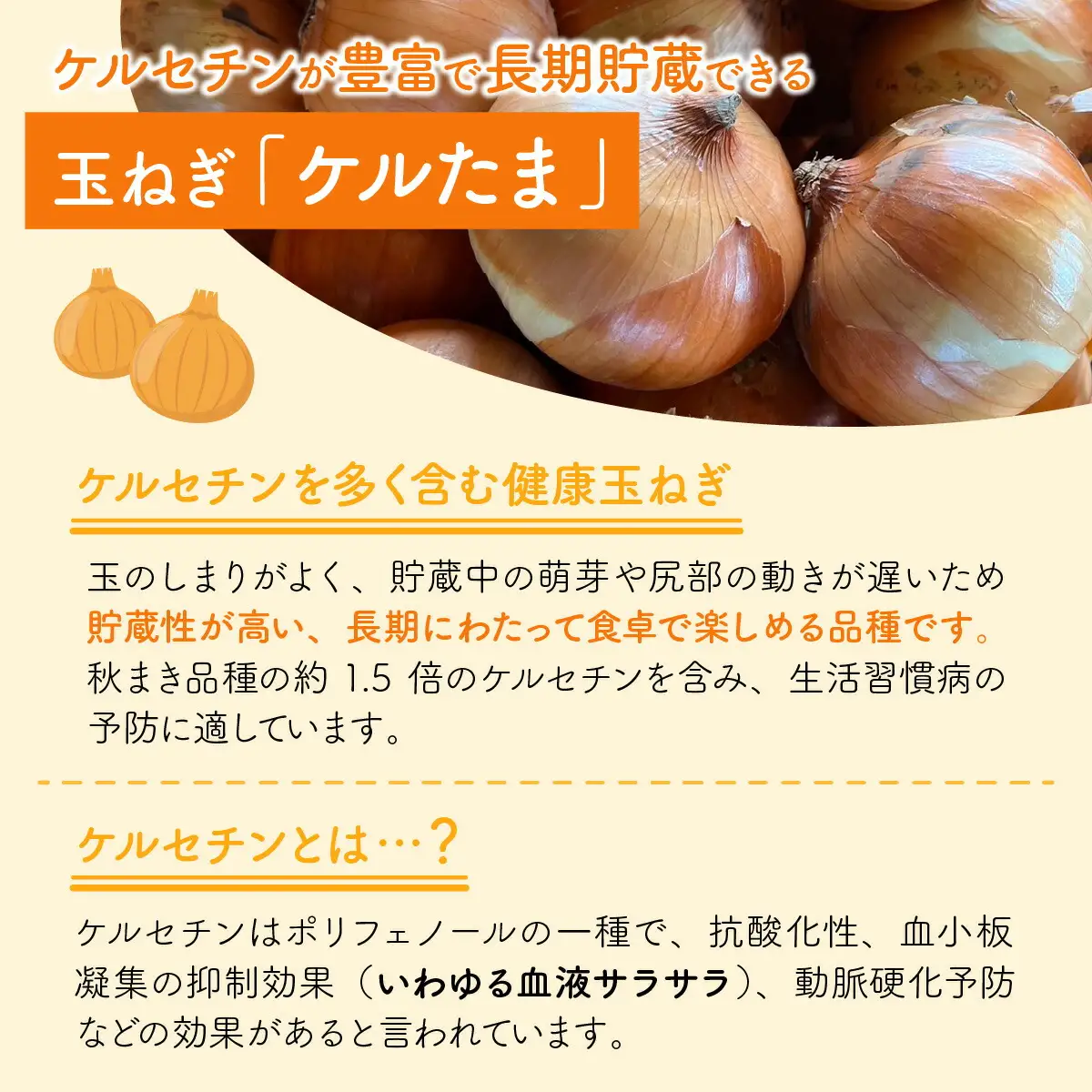【 先行予約 / 7月上旬より発送】 福井県産 玉ねぎ ケルたま 10kg / 野菜 やさい タマネギ / 小浜市 たまねぎ / 今富の宝 [BFCI001] 