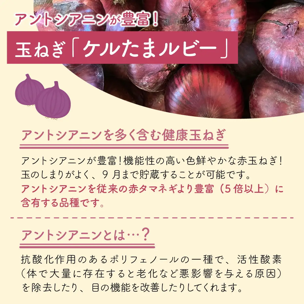 【 先行予約 / 7月上旬より発送】 福井県産 玉ねぎ ケルたまルビー 5kg / 野菜 やさい タマネギ たまねぎ / 小浜市 / 今富の宝 [BFCI002] 