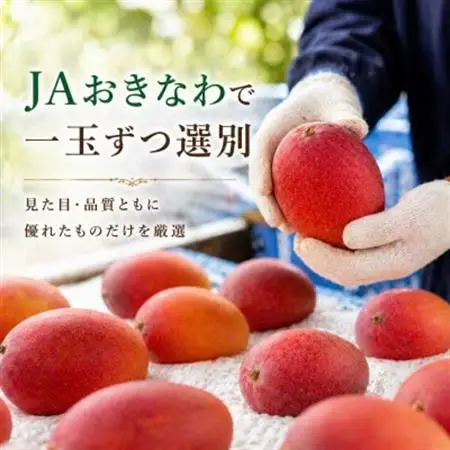 【2027年7月から順次発送・化粧箱】JAおきなわ厳選のアップルマンゴー2kg(3～6玉)【配送不可地域：離島】【1494044】