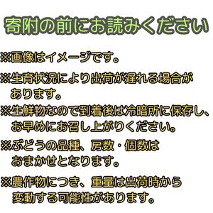 【南信州高森産】旬の ぶどう・梨セット　約2kg