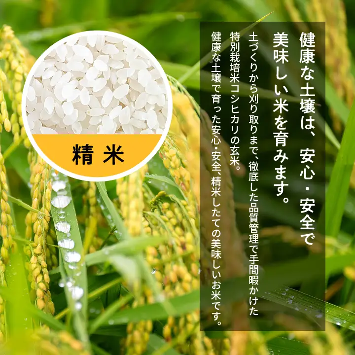 米 令和7年産 コシヒカリ精米10kg（5kg×2袋）【ADATARAふぁーむ】