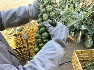 双葉農園の真冬の”芽キャベツ”（1,000g）from　名水の里　秦野　009-51-1