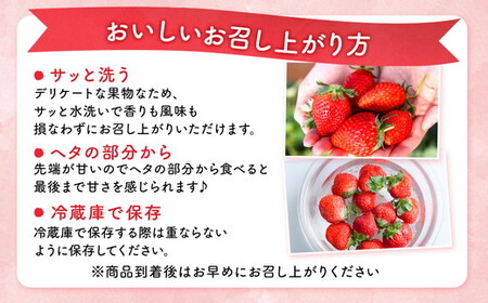 【先行予約】＜いちご3か月定期便＞栃木県産とちおとめ320g×2パック 3Lサイズ 3回｜ アフター対応あり いちご ※2027年1月～発送