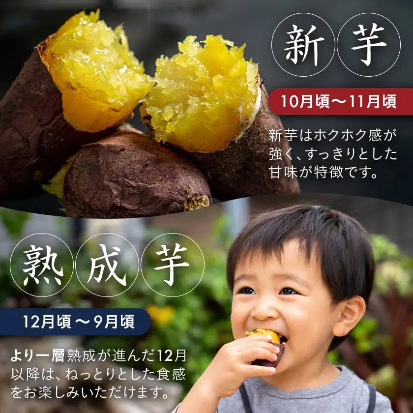 先行受付!【11月お届け】島津甘藷　熟成紅はるか 10kg(S～2S)〔12-A7-001-10kg-m-11〕_(都城市) 島津甘藷 紅はるか サツマイモ 未選別 10kg S～2S