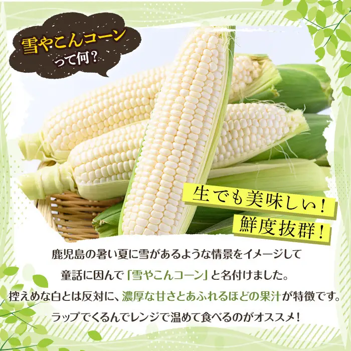 訳あり！白いとうもろこし「あられやこんコーン」(12本) 国産 トウモロコシ 玉蜀黍 ホワイト コーン 野菜 糖度 夏 イネ科 数量限定 期間限定 訳アリ 旬 【うとさんち】akn067-05