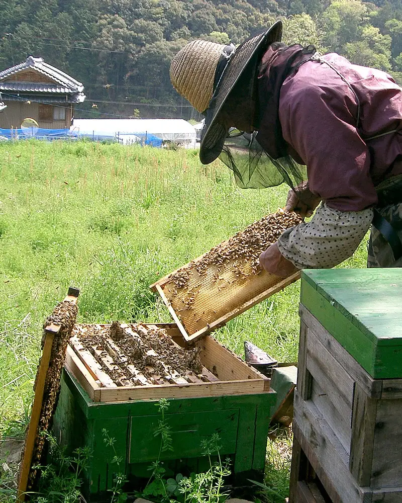 爽やかな香り広がる ぶんたん山の蜂蜜 360g×2本セット 高知県土佐市 【株式会社SHIRAKI】 [BQAI054]