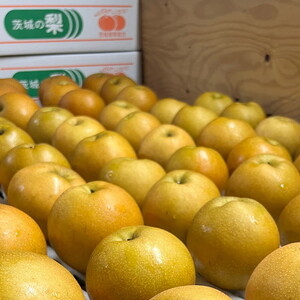 茨城県産【新高梨】約5kg【土浦市産】※2026年10月～発送