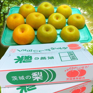 茨城県産【新興梨】約5kg【土浦市産】 ※2026年10月～発送