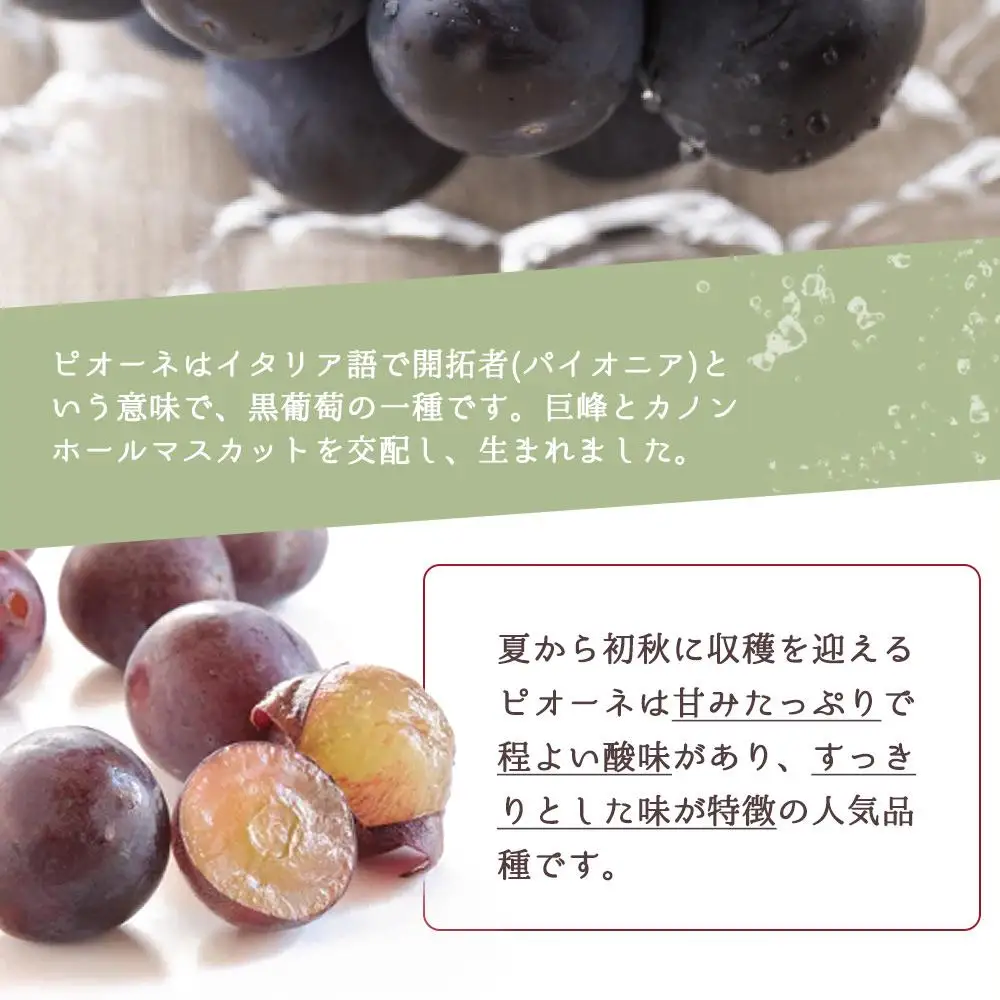ピオーネ 約2kg　紀州和歌山 かつらぎ産［2026年8月下旬以降発送予定］［UT119］