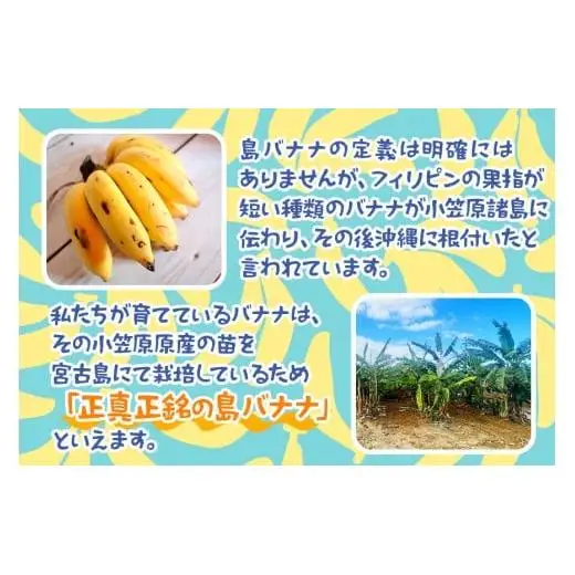 JH009　宮古島産バナナ（1?×定期便3回）【（株）フラモン】