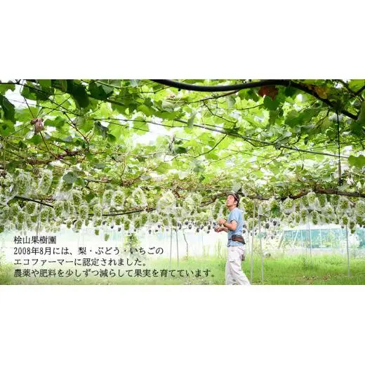 【 先行予約 】茨城県産 シャインマスカット 約 5kg 6房入り ( 茨城県共通返礼品 : 常陸太田市 )【 2025年 9月中旬頃より発送 】 シャインマスカット フルーツ ぶどう 葡萄 ブドウ マスカット 果物 期間限定 数量限定
