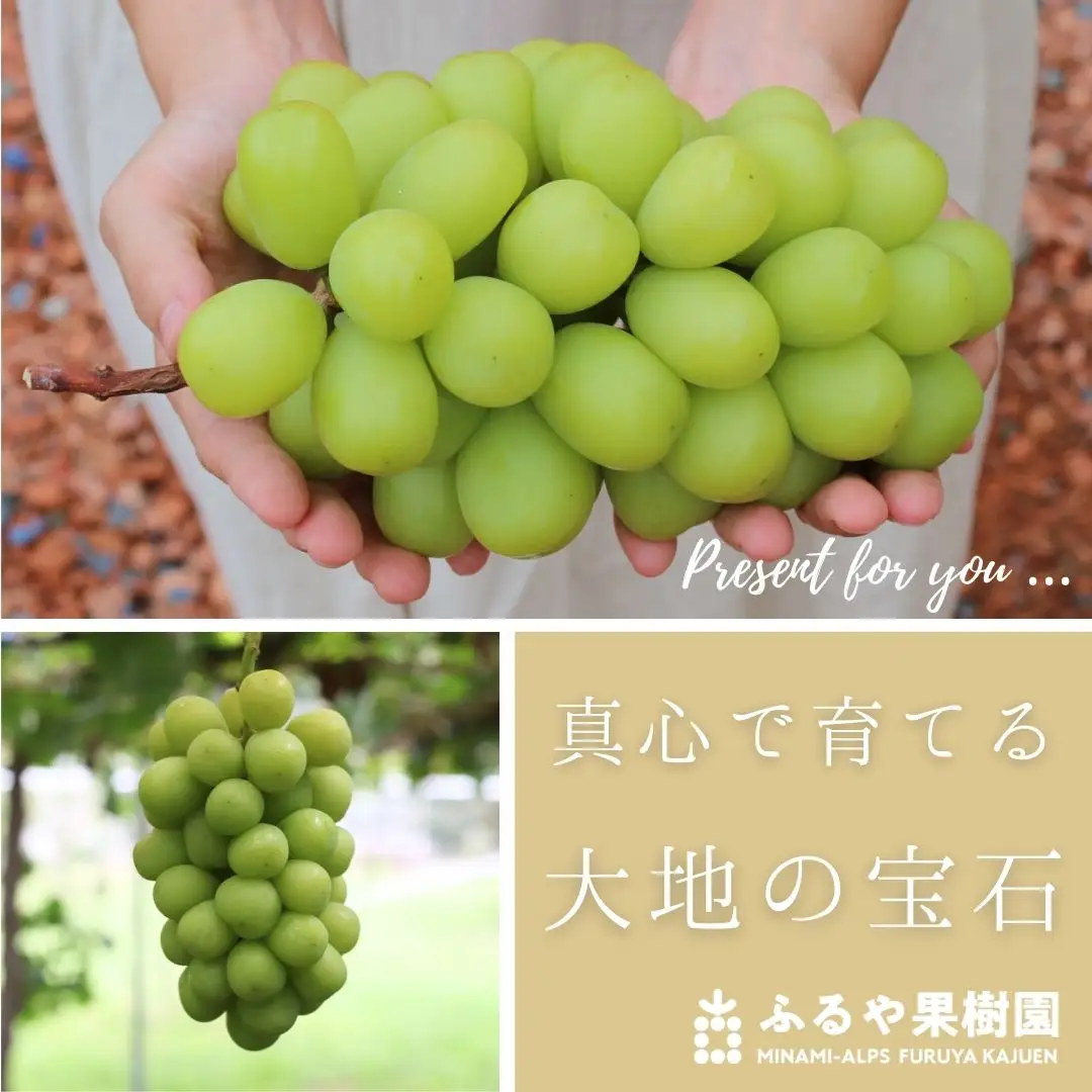 【令和8年発送・先行予約】南アルプス市産シャインマスカット(3房・約1.8kg)真心で育てる大地の宝石！ ALPDX003