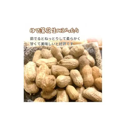 【今秋収穫分】落花生 おおまさり 2.5kg 殻付き 予約受付 生落花生 千葉県産 ピーナッツ 大粒 産地直送