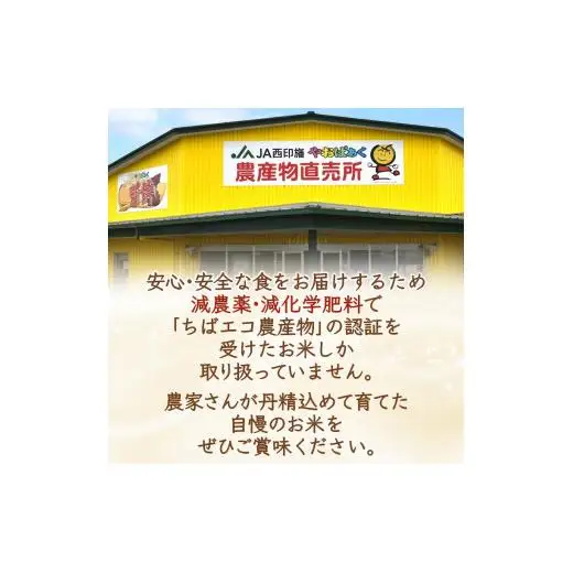 コシヒカリ 10kg 5kg×2袋 精米したて 減農薬 減化学肥料 白米 千葉県産コシヒカリ こしひかり 新鮮 鮮度 米 ちばエコ農産物