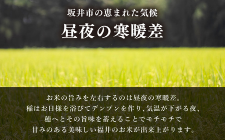 【令和6年産・新米】 福井県 坂井市産米 コシヒカリ 10kg (白米) 【お米 米 こめ コメ こしひかり 白米 10キロ 精米 ブランド米 ふるさと納税米 産地直送】 [A-3293]