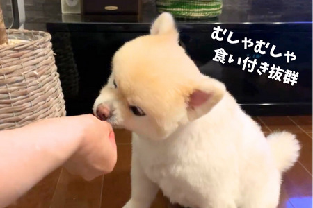 6-75 南アルプスの天然鹿ハツセット ワンちゃんの贅沢おやつ ALPDW007