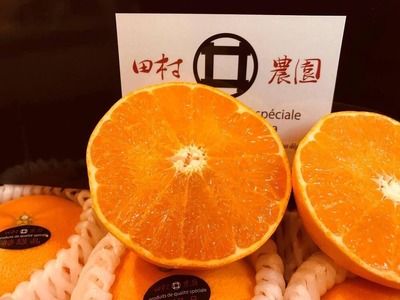 特級品 せとか 4.5kg | 愛媛三大高級柑橘 ( 紅まどんな 甘平 せとか ) のひとつ セトカ 【TMN019_x】