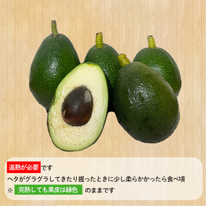 アボカド 国産 約900g アボカド【HYN002】