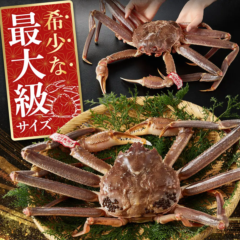 ＜11月中旬～3月中旬発送予定＞＜期間限定＞活松葉ガニ 特々大 1.2kg以上