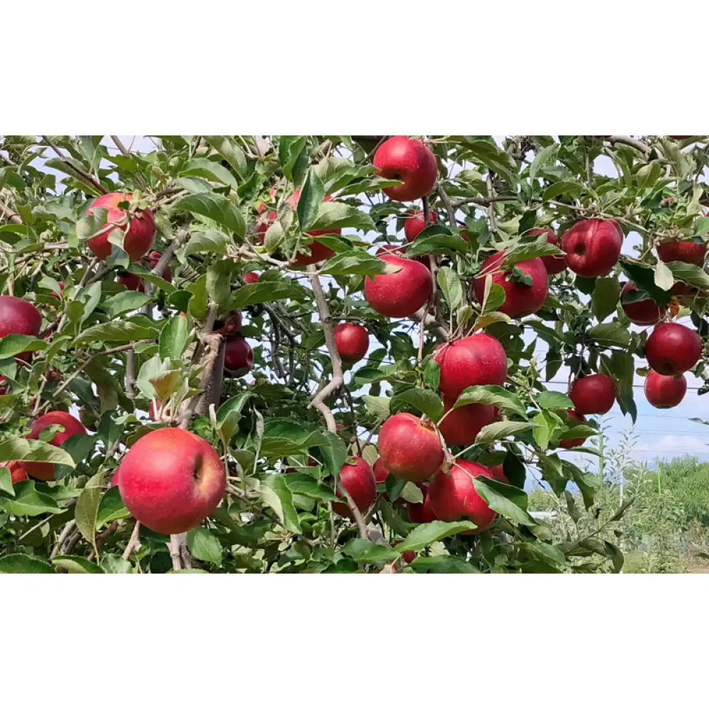 牧野果樹園　長野市産「紅玉」約4.5kg （18～22玉） | りんご フルーツ 果物 りんご