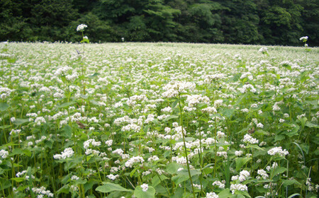 そば焼酎 堤の花雫 720ml ２本セット お酒 蕎麦 焼酎 プレミアム 宮城県 東松島市 オンラインワンストップ 対応 自治体マイページ 父の日 H