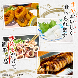 【訳あり】 アオリイカ 約1kg 2杯 冷凍 イカ 京都