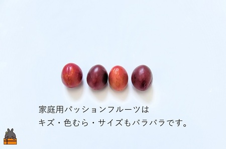 《今が旬！》【訳あり】南原(はいばる)農園さんの家庭用パッションフルーツ（約３kg） ( 訳有 わけあり 家庭用 キズ 色むら サイズ違い パッションフルーツ 果物 フルーツ 旬 南国 香り 奄美 徳之島 鹿児島 美味しい )