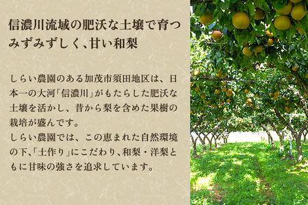 【2026年先行予約】しらい農園の和梨 あきづき 秀品3kg（5～9玉）《9月下旬～順次発送》 果実 フルーツ 贈答 ギフト 甘くてジューシーな梨 なし 秋月 加茂市 しらい農園
