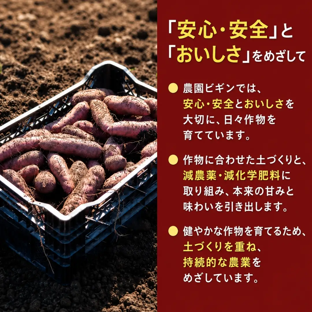 焼き芋 冷やし焼き芋 紅はるか 4袋 ひんやり ねっとり甘い 農園ビギン
