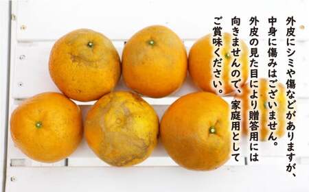 訳あり 紅 河内晩柑 大玉 （ 2L - 5L ） 10kg 7000円 みかん かわちばんかん 愛南ゴールド あいなん ゴールド 美生柑 文旦 グレープフルーツ 和製 幻 の 紅河内晩柑 紅晩柑 希少 家庭用 産地直送 国産 農家直送 糖度 果樹園 期間限定 数量限定 特産品 ゼリー ジュース 果汁 人気 限定 さわやか 甘い フルーツ 果物 柑橘 蜜柑 規格外 愛媛県 愛南町 あいなんマザーズ みかん 河内晩柑 愛南ゴールド みかん 河内晩柑 愛南ゴールド  みかん 河内晩柑 愛南ゴールド  みかん 河内晩柑 愛南ゴールド  みかん 河内晩柑 愛南ゴールド  みかん 河内晩柑 愛南ゴールド  みかん 河内晩柑 愛南ゴールド  みかん 河内晩柑 愛南ゴールド  みかん 河内晩柑 愛南ゴールド  みかん 河内晩柑 愛南ゴールド  みかん 河内晩柑 愛南ゴールド  みかん 河内晩柑 