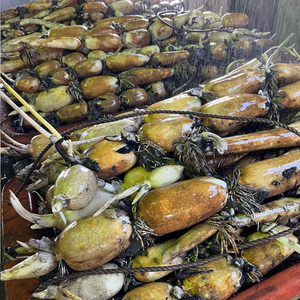 【数量限定】野口れんこん 茨城県産 ハウス蓮根 2kg｜希少 ハウスれんこん ハウスレンコン シャキシャキ ※2024年6月上旬～6月下旬頃に順次発送予定 ※離島への配送不可