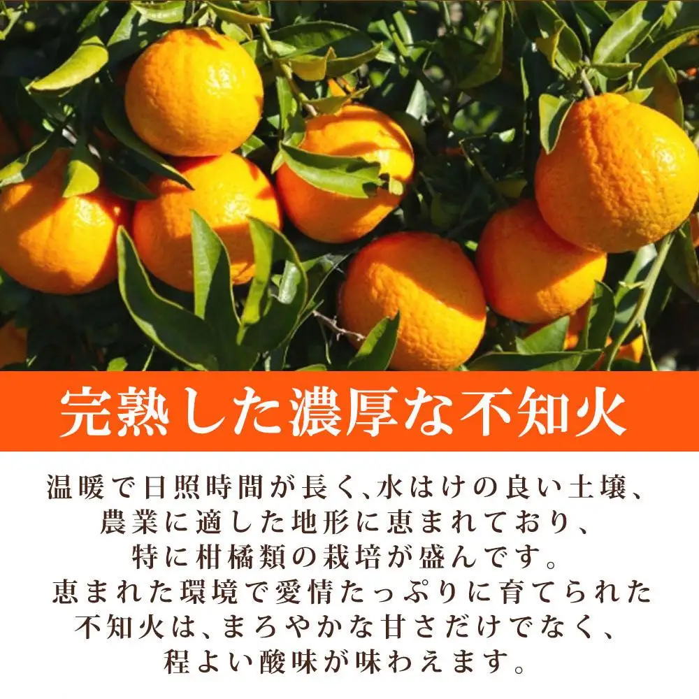 紀州有田産不知火(しらぬひ) 約２.５kg［2027年2月中旬以降発送］［先行予約］［UT61］
