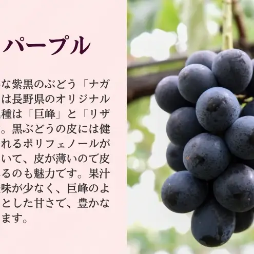 2026年産 ぶどう 長野 ナガノパープル 約1.2kg 2〜3房 特選 大粒 種なし 皮ごと 産地直送 フルーツ 果物 デザート おやつ 葡萄 長野パープル 秋 旬 旬の果物 旬のフルーツ 信州 信州産 長野県 長野県産 2026 2026年