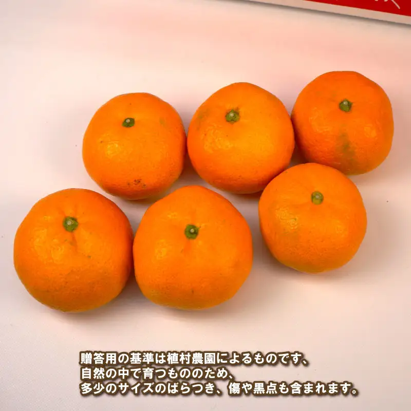 贈答用 南柑20号 5kg 植村農園 先行予約 温州 温州みかん みかん 果物 くだもの フルーツ 柑橘 蜜柑 贈答 ギフト プレゼント 農家直送 産地直送 数量限定 国産 愛媛 宇和島 B010-153009