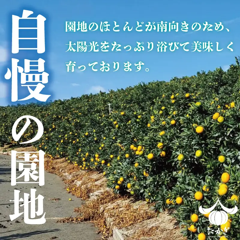 【愛媛県産】 せとか 約5kg  訳あり せとか【TKG0121】