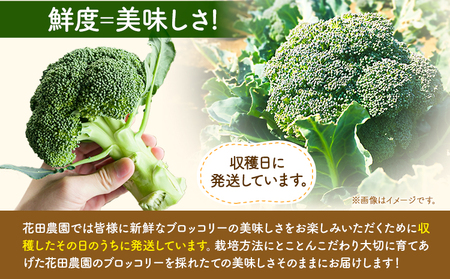 ブロッコリー 花田農園 の ブロッコリー 10個 花田農園 《11月下旬-3月末頃出荷》福岡県 鞍手町 ぶろっこりー 野菜 ブロッコリー 産地直送 