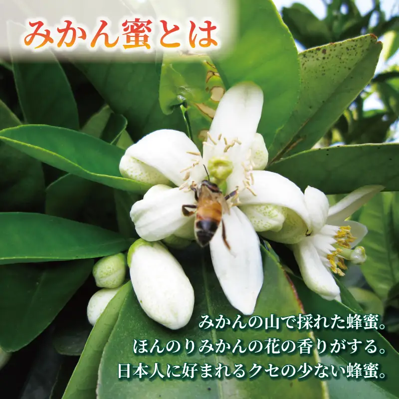 みかん蜜 300g 元気や 非加熱 はちみつ 国産はちみつ みかん蜂蜜 みかん 蜜柑 柑橘 純粋はちみつ 生はちみつ 生蜂蜜 蜂蜜 ハニー 数量限定 産地直送 国産 愛媛 宇和島 F012-176006