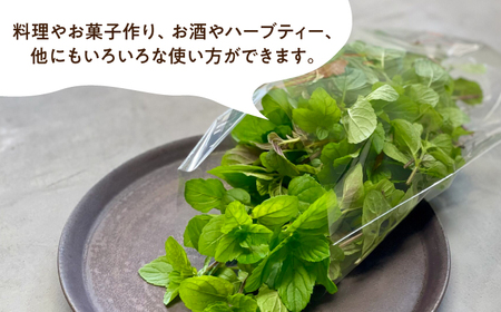 水耕栽培 モヒートミント 約50g×2袋 長与町/アグリューム[EAI126]  ミント みんと ハーブ はーぶ ハーブティー
