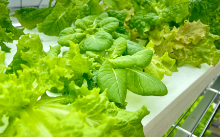 水耕栽培 新鮮サラダ野菜の詰め合わせセット 約100g×5袋 長与町/アグリューム[EAI136]  新鮮 野菜 サラダ さらだ セット 詰め合わせ