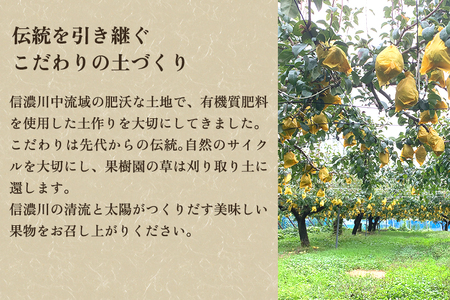 【2026年先行予約】和梨 新興 3kg（4～7玉） 《10月下旬から順次発送》 果物 フルーツ 梨 和梨 デザート 加茂市 新太郎農園