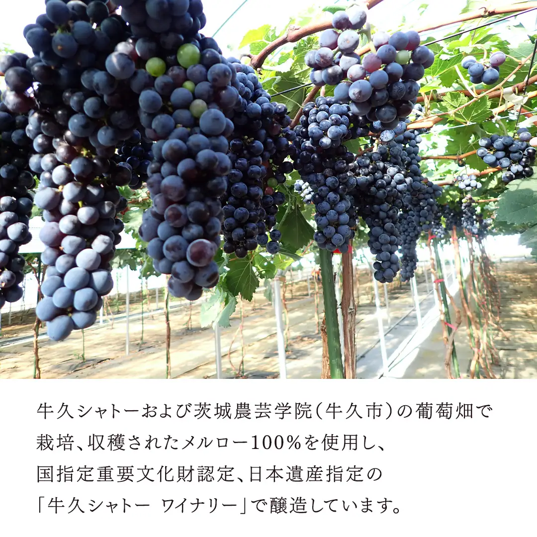 牛久葡萄酒 メルロー 2025 ( 赤 ) 750ml 1本 【数量限定】 【日本ワイナリーアワード三ッ星受賞】 牛久シャトー
