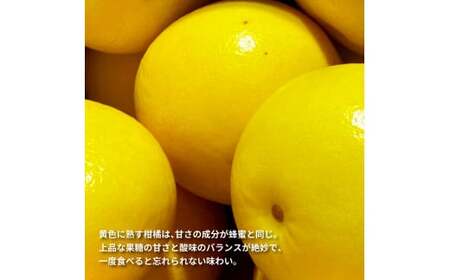 先行予約 土佐文旦１０㎏詰め合わせ
